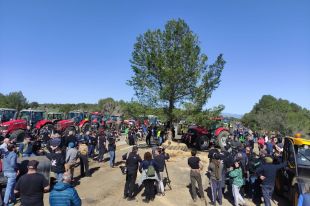 Els pagesos gironins planten un pi de 10 metres al mig de l'AP-7
