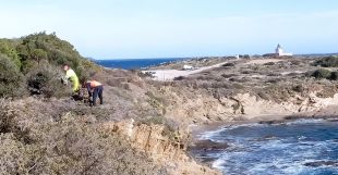 Comencen els treballs per erradicar l'ungla de gat en 21 hectàrees del Cap de Creus
