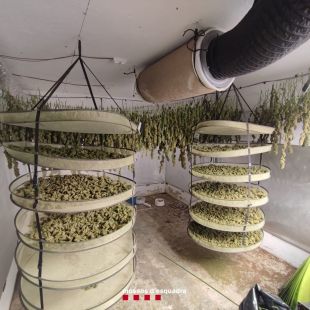 Tres detinguts i uns 28 kg de cabdells de marihuana intervinguts en una casa ocupada a Blanes