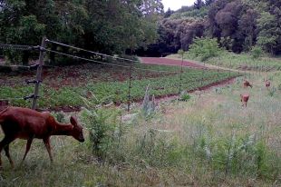 Detecten casos d'animals salvatges afectats amb llengua blava a la zona de l'Alta Garrotxa