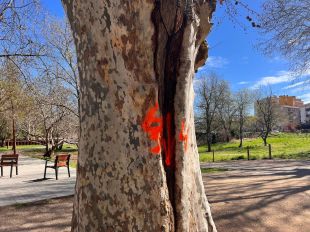 Detecten sis plataners de Figueres en mal estat i risc de caiguda