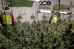 Dos detinguts a Quart que tenien 220 plantes de marihuana i sis quilos i mig de cabdells a casa 