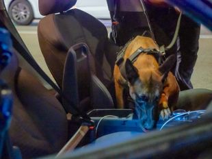 La unitat canina de la policia de Lloret troba 38 dosis de droga i caixes de gas nitrós en un cotxe