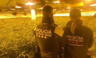Desmantellat un cultiu amb 647 plantes de marihuana en una casa de Vidreres