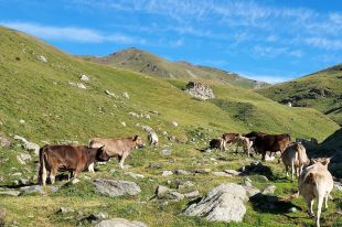La Vall de Camprodon vol adaptar l'agricultura i ramaderia al canvi climàtic