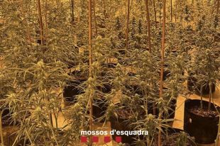 Detingut per tenir 196 plantes de marihuana en una casa d’una urbanització de Vidreres