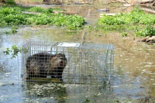 Frenen l'expansió del Coipú a Girona i se'n redueix un 40% la població