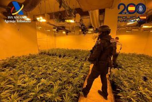 Dos detinguts per tenir un cultiu amb 743 plantes de marihuana en un soterrani de Riells i Viabrea