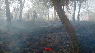 Un arbre cau sobre una línia elèctrica a Bescanó provocant un incendi
