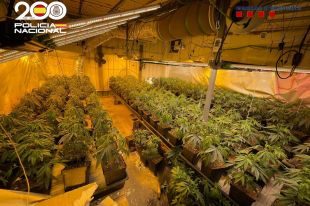 Desmantellen una plantació de marihuana en una antiga fàbrica de guix de Figueres