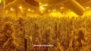 Detinguts dos responsables d'una plantació de marihuana en una nau de Vulpellac