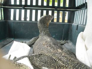 Capturen un rèptil africà molt perillós en un hort de Llagostera 