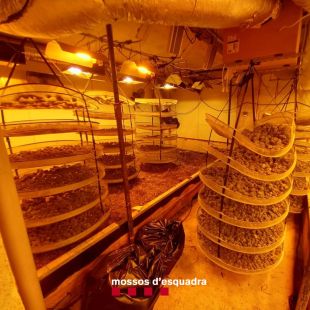 Els Mossos troben una pistola i arresten set persones en una plantació de marihuana a Lloret