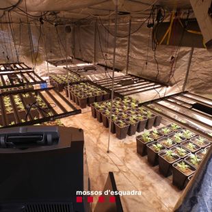 Detingut per tenir un cultiu amb 1.236 plantes de marihuana en una nau de Pont Major a Girona