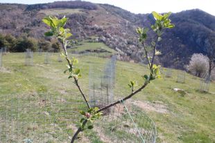 Planten 250 pomeres de muntanya a Rocabruna amb varietats autòctones resistents a la sequera