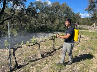 Proven un producte natural per foragitar senglars i cabirols de les vinyes a la DO Empordà