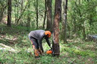 Una iniciativa pionera a la Vall de Bianya gestiona boscos per adaptar-los al canvi climàtic