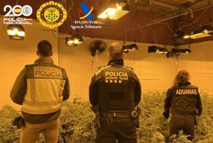 Dos detinguts amb més de 500 plantes de marihuana en dues cases a Maçanet de la Selva