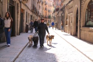 Girona dona d'alta quatre animals de companyia al dia al cens municipal durant el 2023
