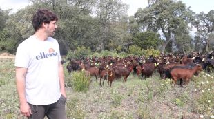 Acció Climàtica contracta ramats per netejar els boscos de zones estratègiques per a prevenir incendis