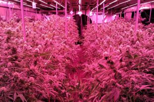 Quatre detinguts per tenir una plantació de marihuana en una granja de conills a Vilopriu