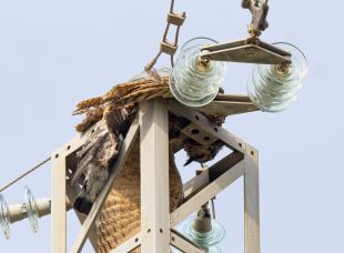 Localitzen un duc electrocutat en una línia elèctrica entre Palamós i Calonge