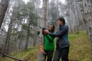 Comencen els treballs d'estudi i preservació de boscos de pi negre al Ripollès