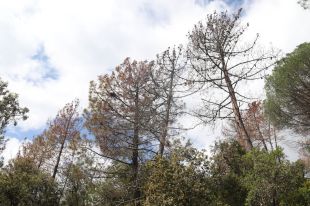 La sequera afecta 66.500 hectàrees de boscos, el doble que durant el 2022