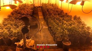Quatre detinguts i dos cultius de marihuana desmantellats a Santa Cristina d'Aro