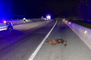 Consulta les carreteres gironines on es registren més accidents amb fauna salvatge a la calçada
