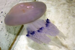 Baixa l'arribada de meduses a les platges catalanes degut al mal temps del juliol 