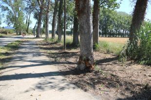 Un mort i dos ferits després que un turisme xoqués contra un arbre a Torroella de Montgrí