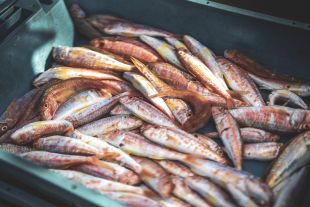 El Baix Empordà impulsa un estudi per conèixer el consum de peix entre l'alumnat de secundària