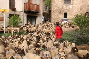 Més de 1.000 xais i 90 quilòmetres: segueix la transhumància fins a la Molina