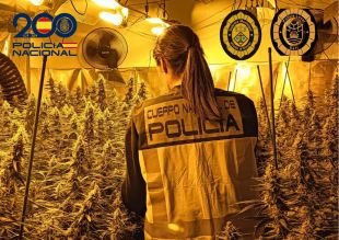 Tres detinguts per cultivar marihuana en dos habitatges a Salt i Vilobí d'Onyar