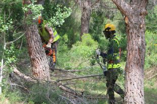 Acció Climàtica neteja una zona propera al foc de Colera per prevenir nous incendis