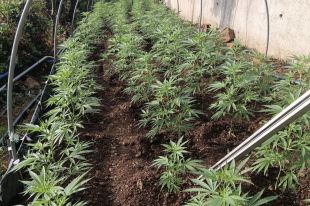 Desmantellen un cultiu de marihuana amb 476 plantes en una urbanització de Vidreres