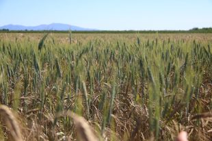 Els pagesos gironins preveuen una collita de cereal dolenta per les últimes pluges