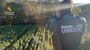 Desmantellat un macrocultiu de marihuana amb 7.600 plantes i 1.500 esqueixos a Cistella