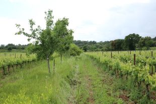 Una quarantena d'agricultors gironins visiten França per adaptar-se al canvi climàtic