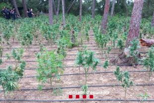 Detingut el vigilant d'un cultiu de marihuana amb 1.100 plantes en un bosc de Serinyà