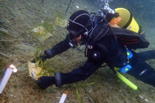 Planten 500 plàntules de posidònia més al Cap de Creus per combatre una alga invasora