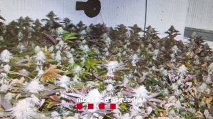 Detinguda una dona per tenir una plantació de marihuana dins una nau a Riells i Viabrea