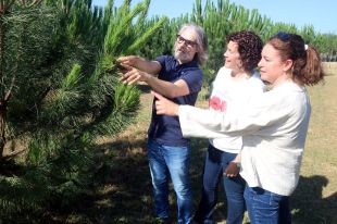 Creen nous pins pinyers i freixes més productius, resistents al canvi climàtic i a les plagues
