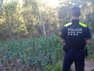 Tres detinguts i més de 3.800 plantes de marihuana comissades en un bosc de Vidreres