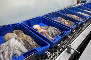 Comença la venda de pesca del pop roquer al cap de Creus que s'allargarà fins al 30 de setembre