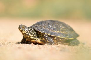 Detecten a la Selva 479 punts d'aigua nous susceptibles d'allotjar tortugues d'estany