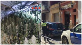 Detingut l'amo d'un bar de Figueres que tenia 1.195 plantes de marihuana al soterrani