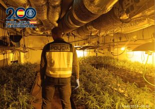 Dos detinguts que tenien 858 plantes de marihuana dins un garatge de Salt