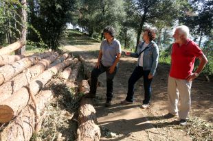 Talen 600 pins que la sequera ha matat al parc natural de la Garrotxa per reduir el risc d'incendi
